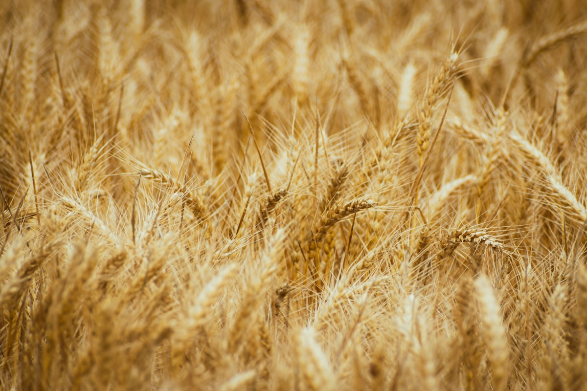Feed efficiency metrics